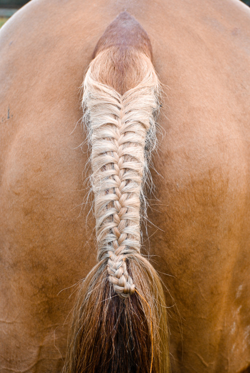 My favorite horse to plait! Batiste’s beautiful flaxen mane and tail! I always sew my plaits!