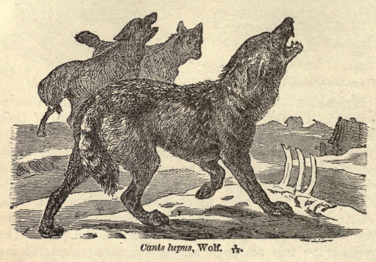 nemfrog:
“Canis lupus, wolf. Fourteen weeks in zoology. c.1876.
”