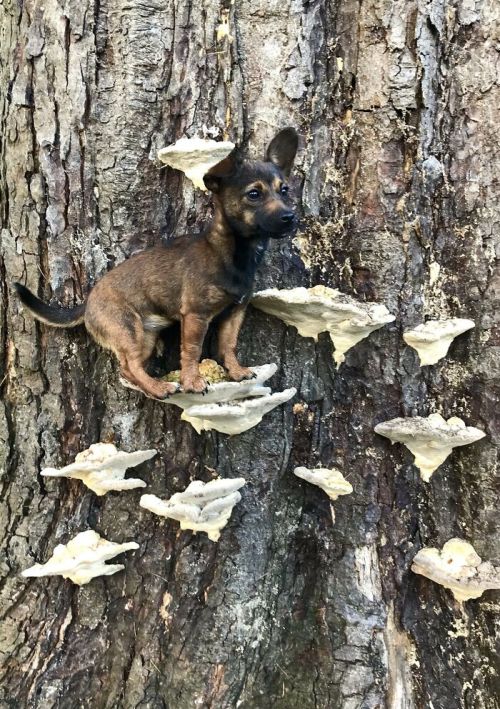 cuteanimals-only:TIL dogs on mushrooms is a thing