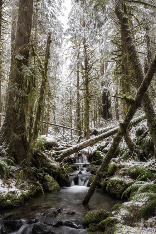 silvaris: Salmon-Huckleberry Wilderness by  Joshua Johnston