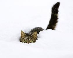 pagewoman:  Snow Cat  ☆ ✮ ✯   