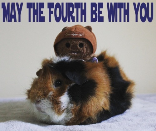 hazelnut-and-company: 4 May 2017 - May the Fourth be with you