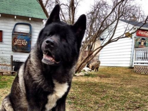 Dog loses eyes to glaucoma, and her &ldquo;siblings&rdquo; take on role of guide dogs: abcn.