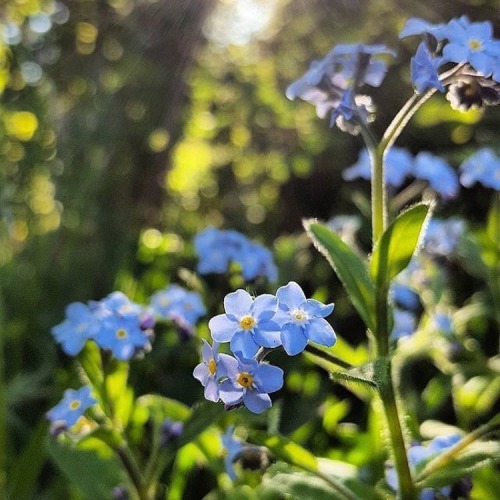 Porn photo coffeeandshit:Made a bouquet of wildflowers