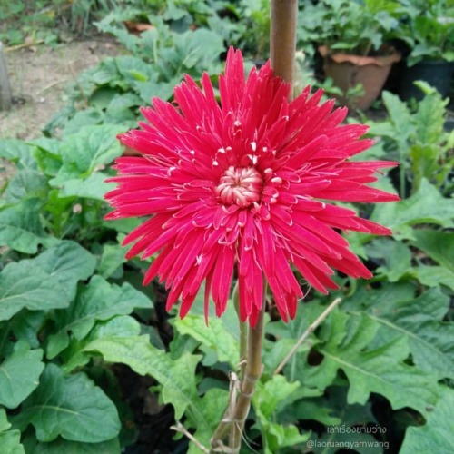#แดงถูกแทง #เยอบีร่า #gerbera #thaigerbera #colourful #flowers #botany #botanicalgarden #samkok #pat