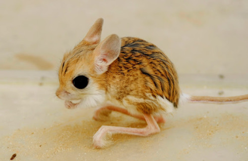 unhelpfulalienwholovesyou:leolaroot:list of mammals that are bugs 1. jerboa. 2.