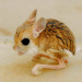 unhelpfulalienwholovesyou:leolaroot:list of mammals that are bugs 1. jerboa. 2.