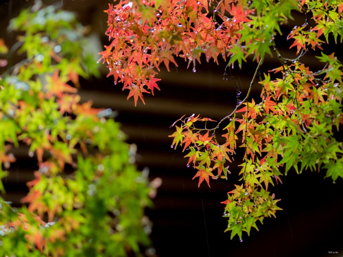 帰りの道中寄ってみましょうと科長神社（しながじんじゃ）と美具久留御魂神社（みぐくるみたまじんじゃ）にふらりと。@masachiさんご推奨の場所ということもあり、なかなかの見応えとまったり感でございまし