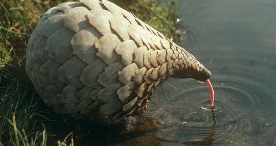 fuckyeah-nerdery:  ayumi-nemera:  bh-flint:  loomlings:  plaza97:  I’d like to introduce you to…. The pangolin It walks on its two hind legs Nicknamed the Walking Artichoke or the Anteater Pinecones They look utterly ridiculous and they are my favourite