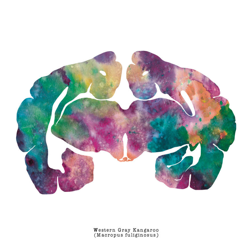 artagainstsociety:  Watercolor Animal Brain Paintings by J. Sayuri