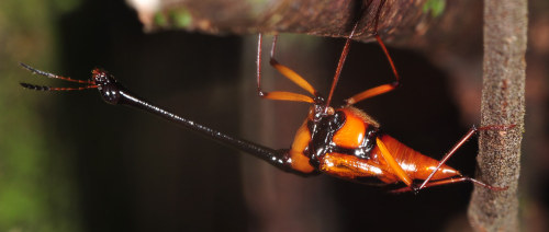 onenicebugperday:Long-necked shining fungus beetle, Diatelium wallacei, Scaphidiinae Photo 1 taken i