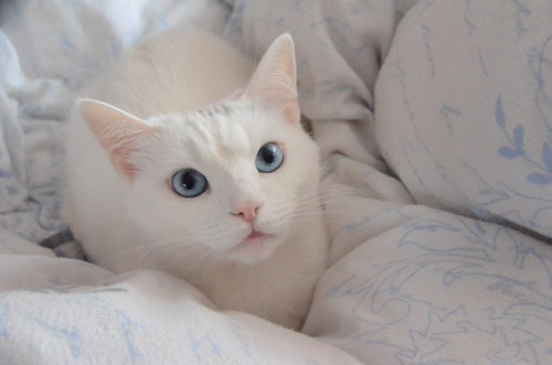 oransje:  Photoset of my cat - Tikiri (✿◠‿◠)  