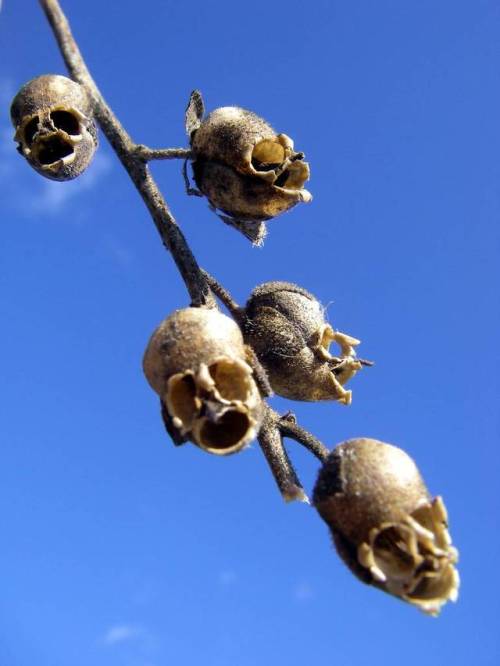 wtxch:Snap Dragon Seed Pod (Antirrhinum)