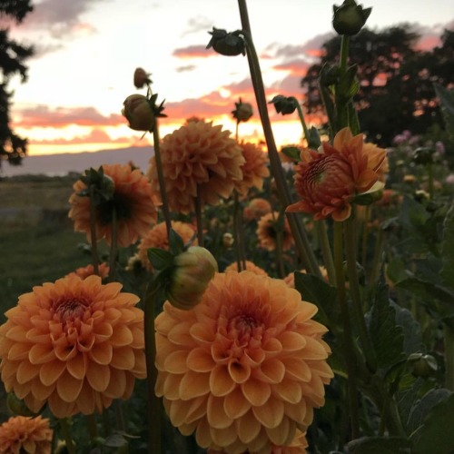 Instagram | Poppinblossoms 