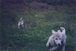 wolveswolves:  Arctic wolf pups at the White