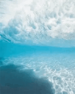 Whale Shark Stimboard