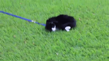 thetroothandnothingbutthetruth:  My cats going for a walk.  