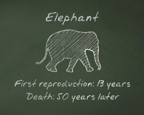 skunkbear:  You can learn more about this immortal animal in our latest video. 