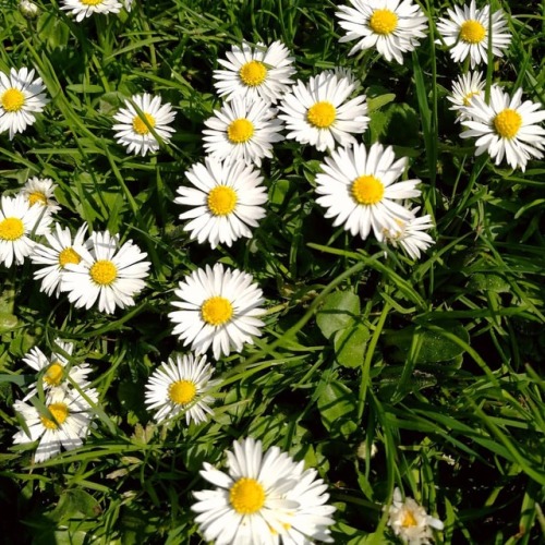 Enough said.#summer #heatwave #hot #hotweather #sun #sunny #daisies #oxford #uksummer (at South Pa