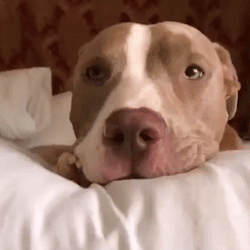 Dog Stimboard