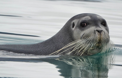 Happy International Seal Say! What's Your Favorite Seal?