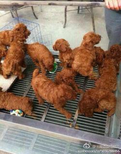 hikol:  Twitter / alnasrl_tair: これ唐揚げの画像かと思った http://t.co/IxJd …  At first glance I thought they were fried chicken Mayb I&rsquo;m jus hungry!