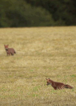 p1kachu:  A red fox cub practices its hunting skills. (Wild France)