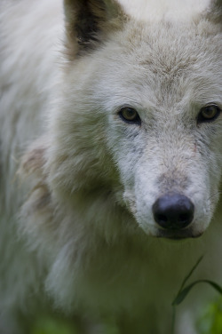 thatwanderinglonewolf:  White Wolf 5 (by