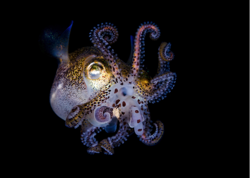 mymodernmet: Bobtail Squid by Todd Bretl A series of portraits documenting the magnificent underwate