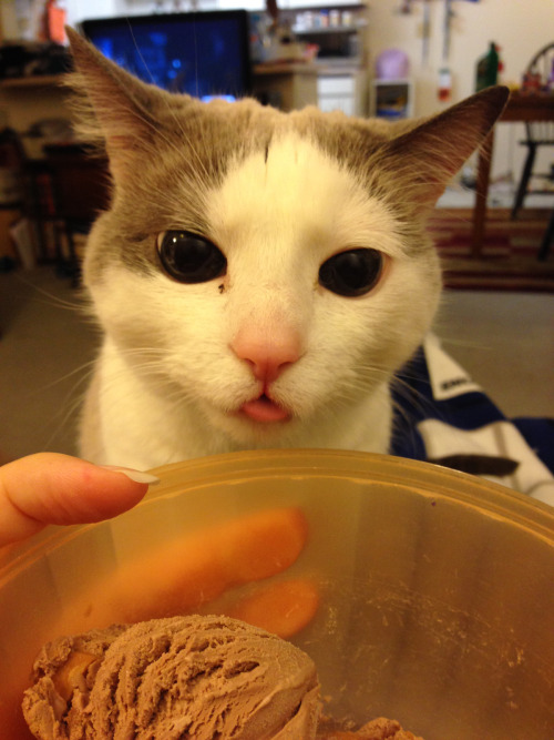 chocolatequeennk:Every time that cat tongue post goes by, I think about this pic I took of Smokey.