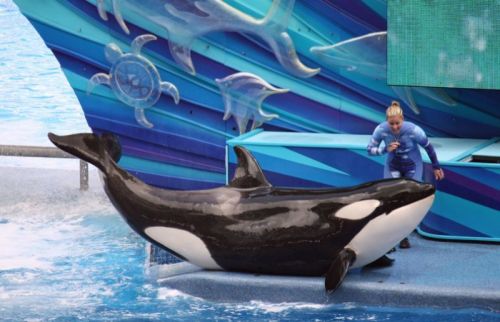 Gender: FemalePod: N/APlace of Capture: Born at SeaWorld of FloridaDate of Capture: Born on Septembe