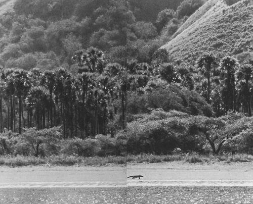 equatorjournal:  A vision from primeval times, a giant lizard (Varanus komoensis) on the shore of Komodo.  “The giant lizards of Komodo were a cock and bull story till fifty years ago, when a Dutchman (the first white man to see them) confirmed their