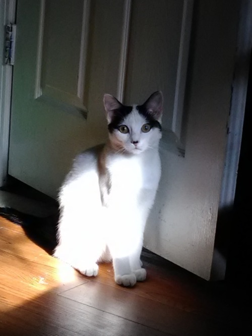 idonthavealife-ihavefish:Thunder is growing up so fast