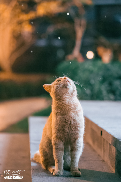 magical-meow:Oh, it’s snowing by iMiao5