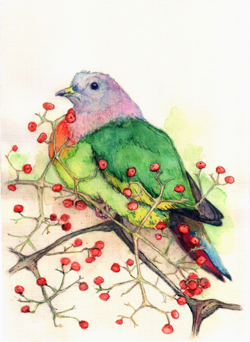 totalhaijin:fruit pigeon, 15x20