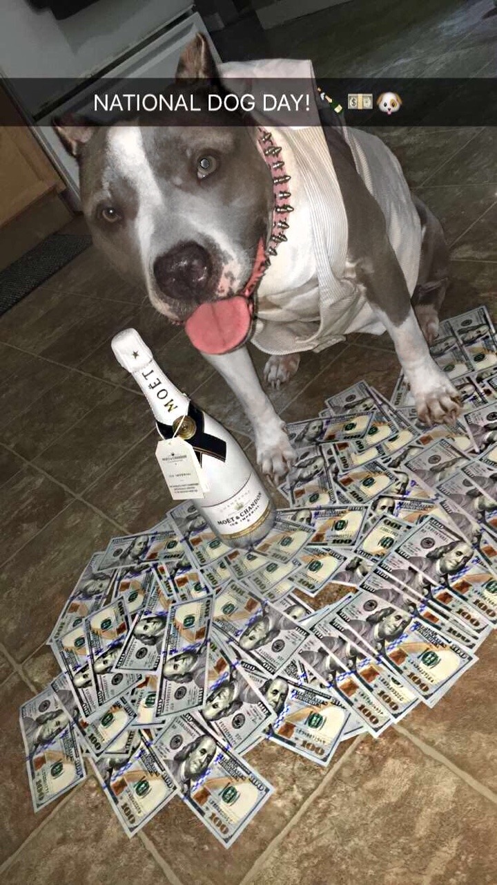 p0rn-pits-tits-clits:  😍😍😍😍😍😍😍 This is the money dog reblog