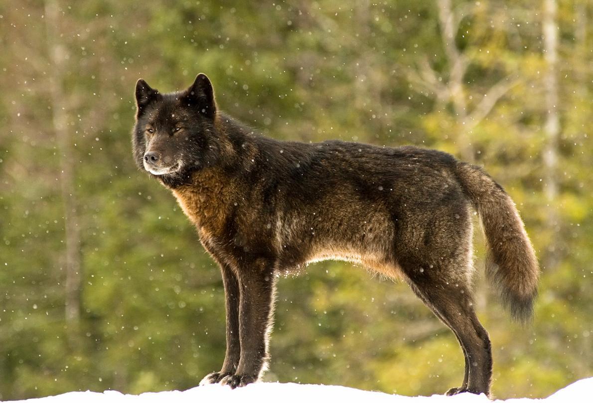 Gray wolf subspecies