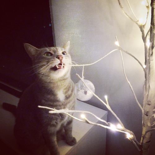 wilfredthecat: Let the celebrations commence with the Festive Destruction of Small Hanging Objects.