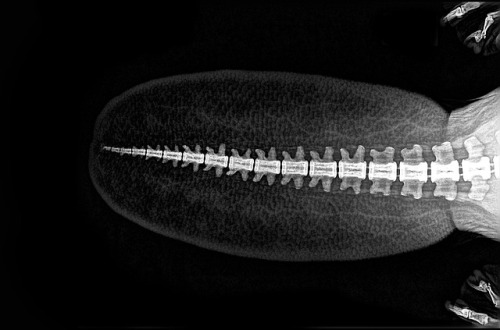 itscolossal: Spooky X-Rays Reveal the Bone Structures of Oregon Zoo Residents