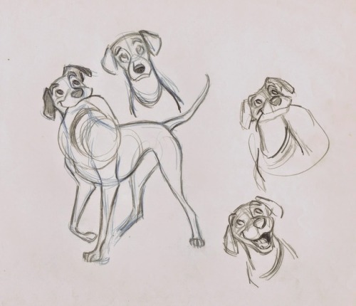 the-disney-elite:Milt Kahl’s character studies for Pongo from Walt Disney’s 101 Dalmatians.  