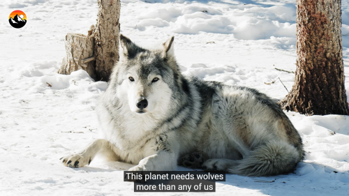 jenniferrpovey: Because this is apparently stick up for wolves day. Wolf reintroduction in Yellowsto