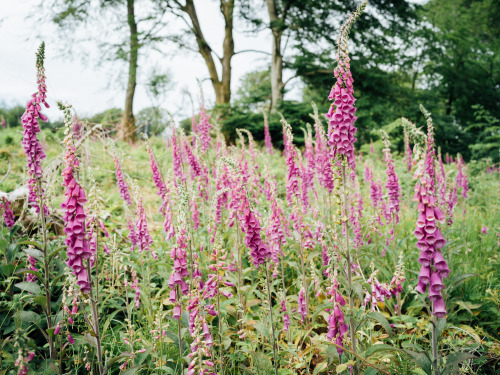 Foxglove Fields, SomersetPhotographed by Freddie Ardley 
