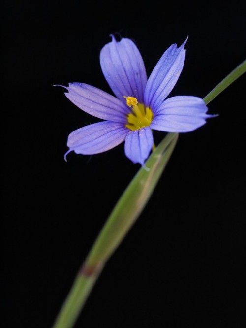 Sisyrinchium montanum “Montana Strict Blue-eyed-grass” IridaceaeMissoula, MTMay 27, 2017