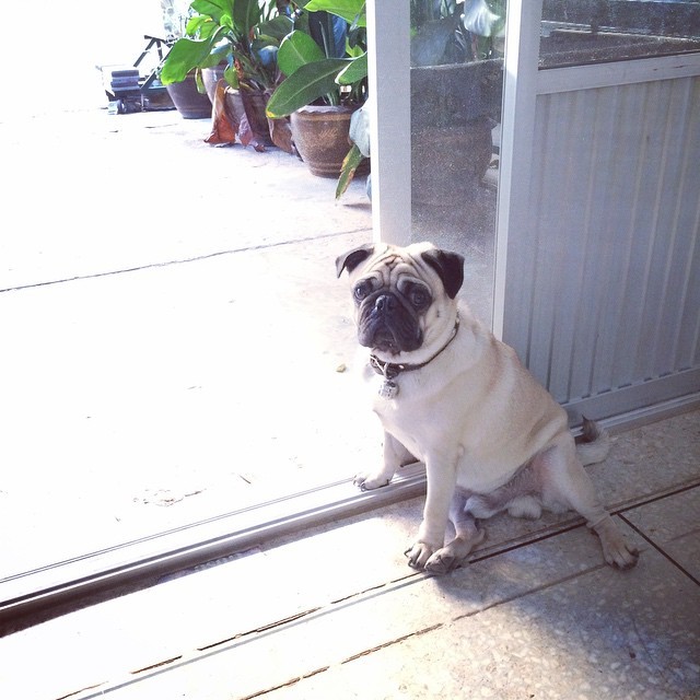 ilovepugs4ever:  Follow Dog Quotes. 