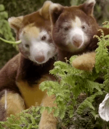 Matschie’s Tree Kangaroo: A Rare Sight | A NATURE Short Film, Nature on PBS