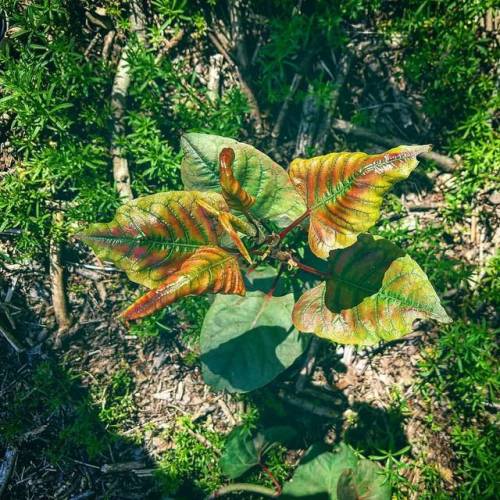 <p>This is real life people God is glorious…. #picoftheday #photooftheday #memories #photography #pic #exposure #heartisthecamera #artoftheday #streetphotography #abstract #myeye</p>