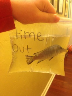 fuckyeahlaughters:  coolestbloginamerica:  I put my fish in time out because he kept trying to eat my other fish.  I hope that little fucker learned his lesson   