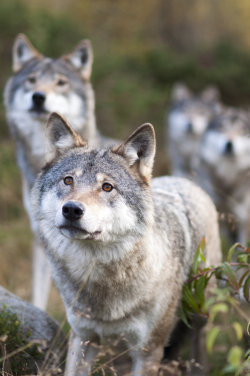 magicalnaturetour:
“Wolf Pack by PawsOfEvil
”