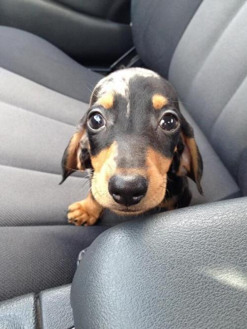 thebabyanimals:  baby animals? :)