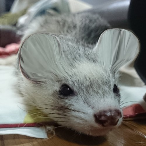 Japan is Giving Pets  Cute Mouse Ear Makeoversvia Japan Realm